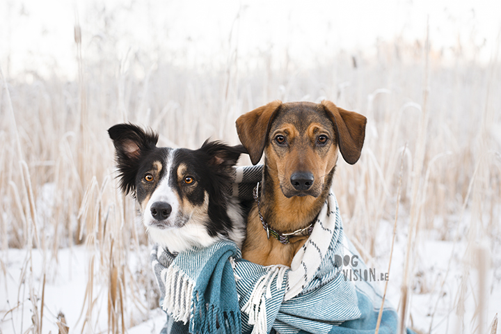 #TongueOutTuesday (02)| hondenfotografie | www.DOGvision.be