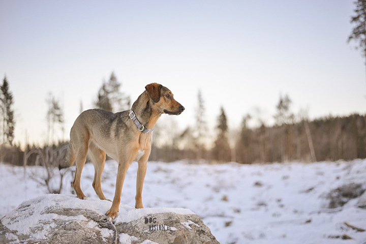 #TongueOutTuesday (02)| hondenfotografie | www.DOGvision.be