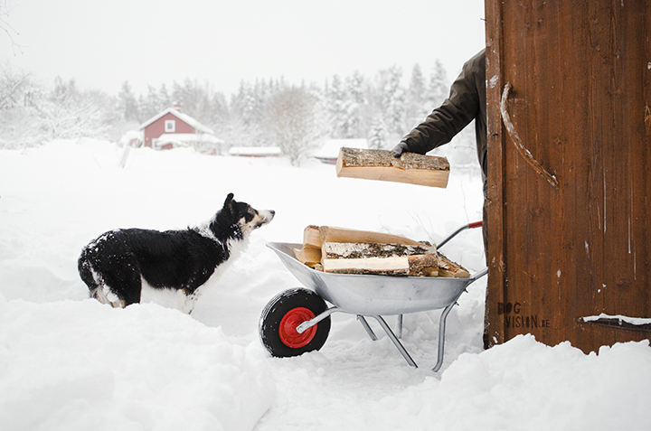 #TongueOutTuesday (03)| hondenfotografie en blog| avonturen met honden in Dalarna, Zweden| www.DOGvision.be