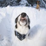 #TongueOutTuesday (03)| hondenfotografie en blog| avonturen met honden in Dalarna, Zweden| www.DOGvision.be