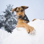 #TongueOutTuesday (05) | honden blog uit Zweden | www.DOGvision.be