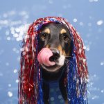 #TongueOutTuesday (01)| www.DOGvision.be | hondenfotografie | Zweden