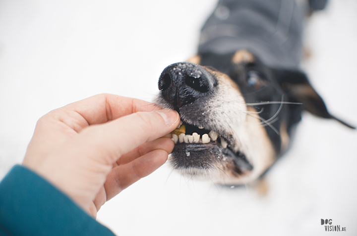 #TongueOutTuesday (05) | honden blog uit Zweden | www.DOGvision.be