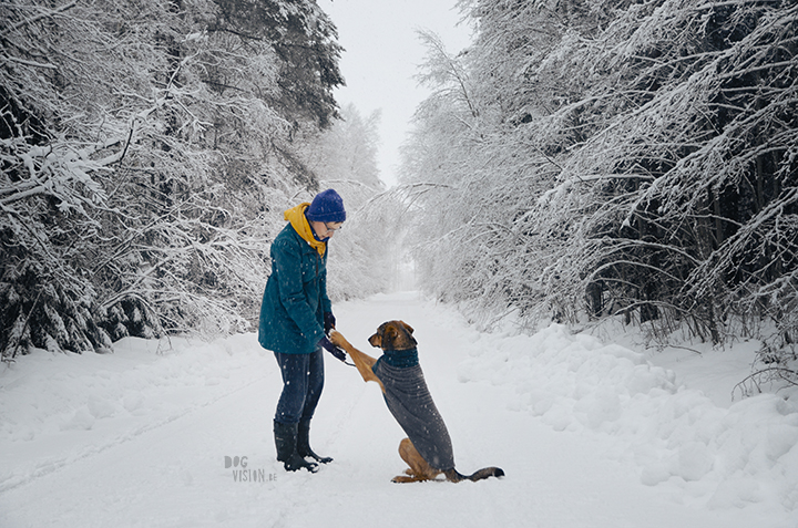 #TongueOutTuesday (01)| www.DOGvision.be | hondenfotografie | Zweden