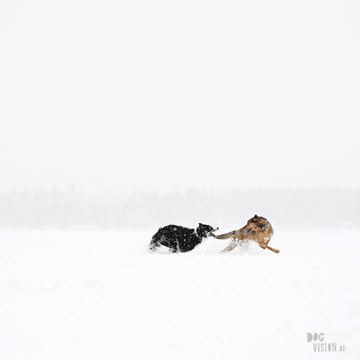 #TongueOutTuesday (03)| hondenfotografie en blog| avonturen met honden in Dalarna, Zweden| www.DOGvision.be