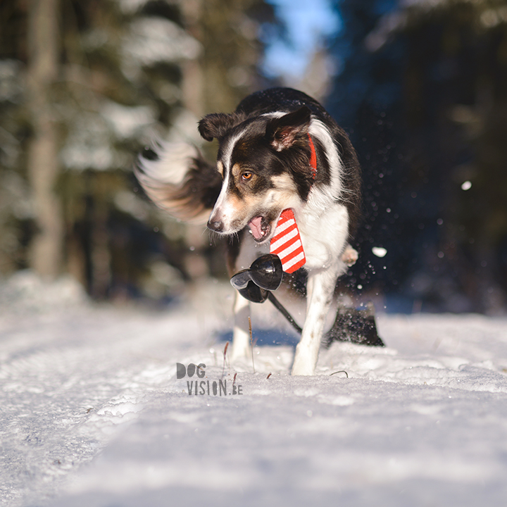 Het verhaal achter de foto| Border Collie met telefoon | www.DOGvision.be