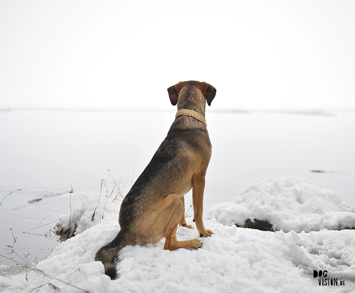 Voorbeeld van zacht licht | hondenfotografie blog | www.DOGvision.be