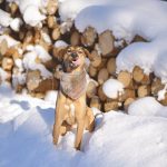 #TongueOutTuesday (08)| leven in Zweden, hondenfotografie, Dalarna | www.DOGvision.be