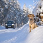 #TongueOutTuesday (06) | Blog over avontuurlijke honden en Zweden | www.DOGvision.be