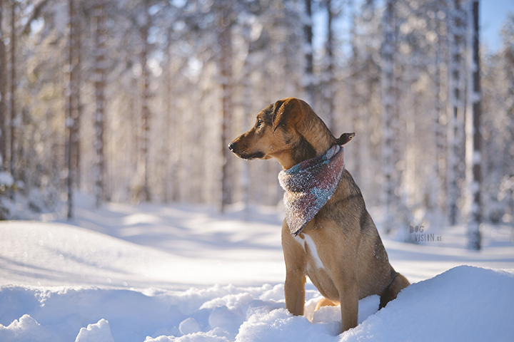 #TongueOutTuesday (06) | Blog over avontuurlijke honden en Zweden | www.DOGvision.be