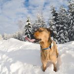 #TongueOutTuesday (07)| Blog over hondenfotografie, wonen in Zweden en avonturen met honden | www.DOGvision.be | Hondenfotografie