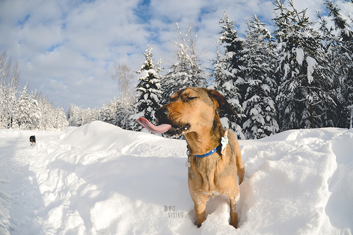 #TongueOutTuesday (07)| Blog over hondenfotografie, wonen in Zweden en avonturen met honden | www.DOGvision.be | Hondenfotografie