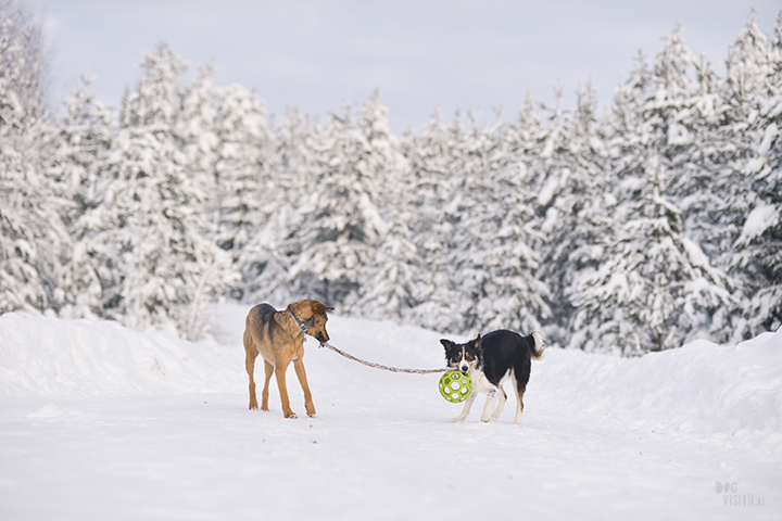 #TongueOutTuesday (06) | Blog over avontuurlijke honden en Zweden | www.DOGvision.be