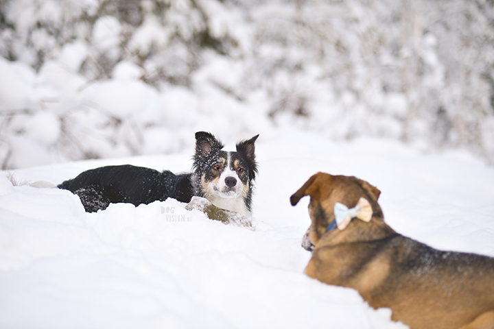 #TongueOutTuesday (07)| Blog over hondenfotografie, wonen in Zweden en avonturen met honden | www.DOGvision.be | Hondenfotografie