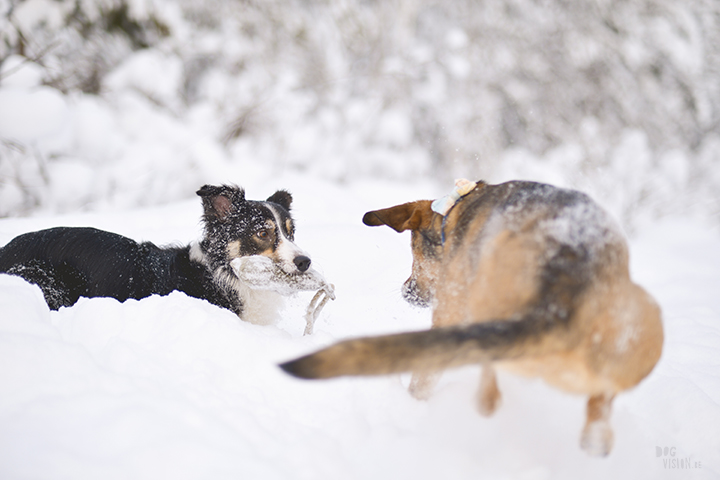 #TongueOutTuesday (07)| Blog over hondenfotografie, wonen in Zweden en avonturen met honden | www.DOGvision.be | Hondenfotografie