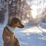 Gotcha day, Bosnian street dog Oona | Mutt puppy | dog photography and blog on www.dogvision.eu