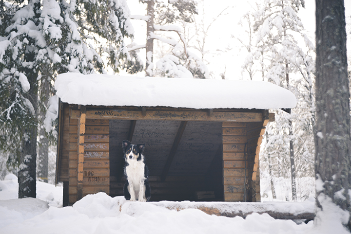 #TongueOutTuesday (07)| Blog over hondenfotografie, wonen in Zweden en avonturen met honden | www.DOGvision.be | Hondenfotografie