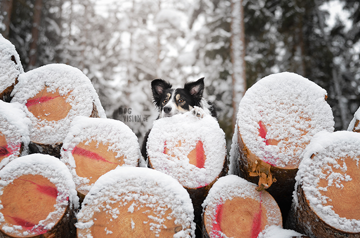 #TongueOutTuesday (08)| leven in Zweden, hondenfotografie, Dalarna | www.DOGvision.be