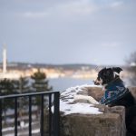 Trainen in Stockholm met de honden | www.DOGvision.be