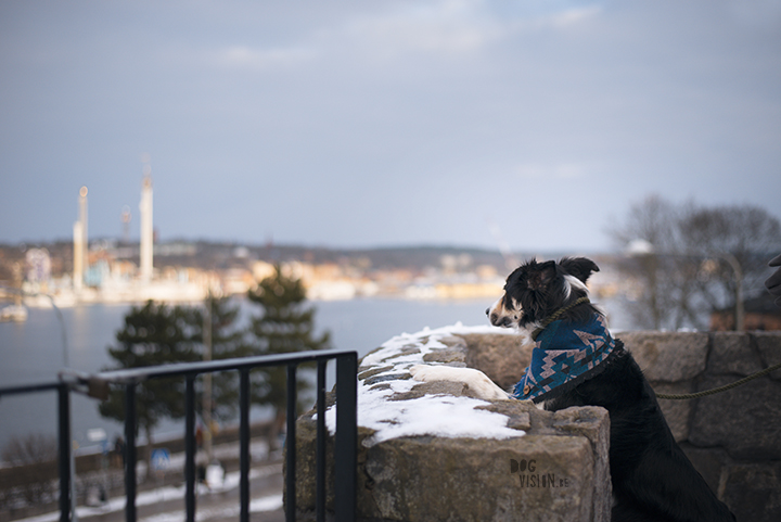 Trainen in Stockholm met de honden | www.DOGvision.be