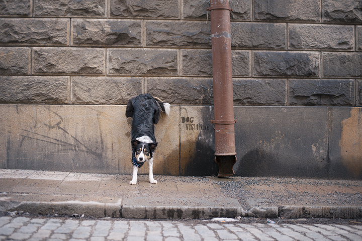 Trainen in Stockholm met de honden | www.DOGvision.be