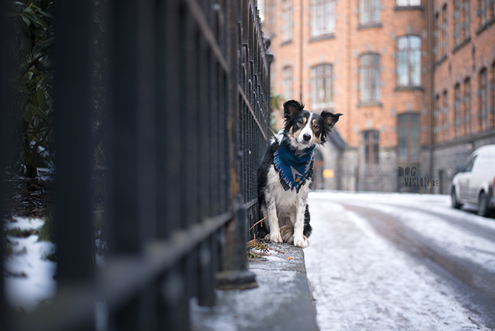 Trainen in Stockholm met de honden | www.DOGvision.be