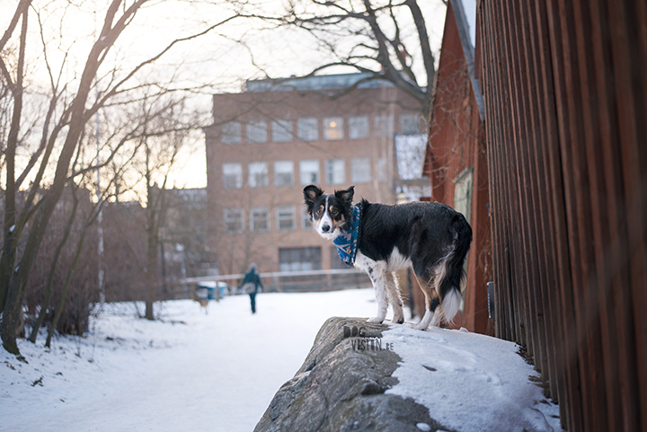 Trainen in Stockholm met de honden | www.DOGvision.be