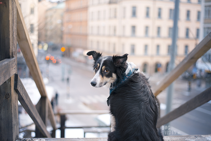 Trainen in Stockholm met de honden | www.DOGvision.be