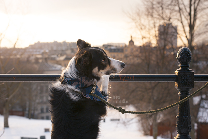 Trainen in Stockholm met de honden | www.DOGvision.be