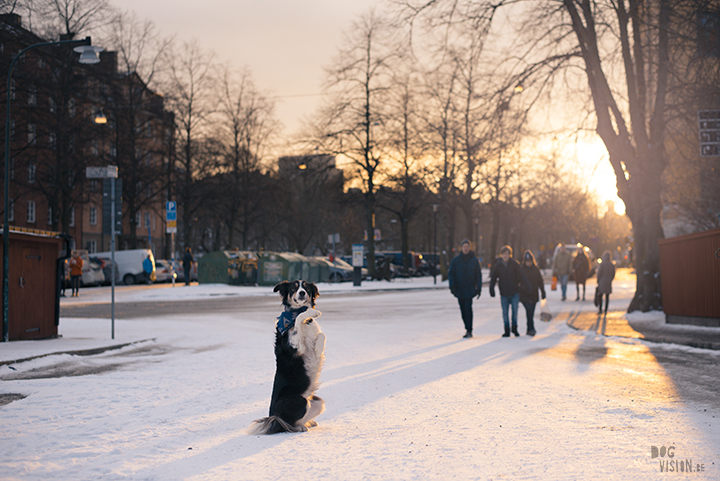 Trainen in Stockholm met de honden | www.DOGvision.be