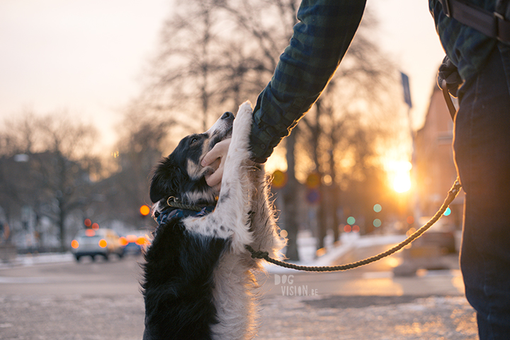 Trainen in Stockholm met de honden | www.DOGvision.be