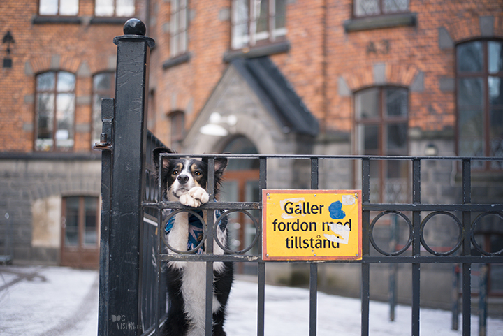 Trainen in Stockholm met de honden | www.DOGvision.be