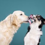 #ThrowbackThursday| hondenfotografie, Zweden | hondenffotograaf | www.DOGvision.be