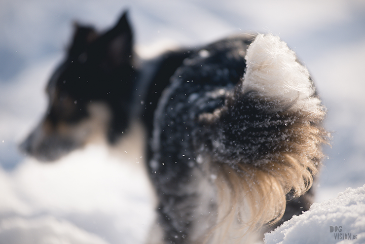 #TongueOutTuesday (09)| wekelijkse honden blog uit Zweden| www.DOGvision.be