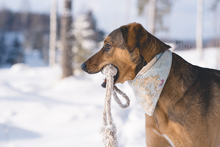 #TongueOutTuesday (09)| wekelijkse honden blog uit Zweden| www.DOGvision.be