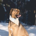 #TongueOutTuesday (09)| wekelijkse honden blog uit Zweden| www.DOGvision.be