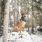 Een zelfgemaakte bandana voor Oona| 40 dagen bloggen | www.DOGvision.be