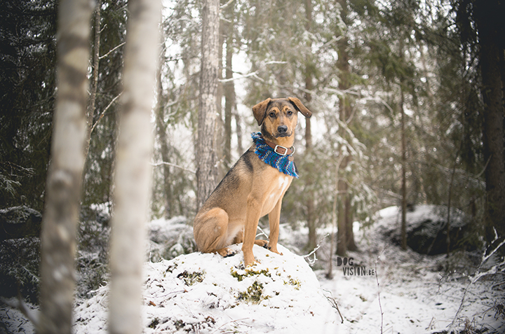 Een zelfgemaakte bandana voor Oona| 40 dagen bloggen | www.DOGvision.be