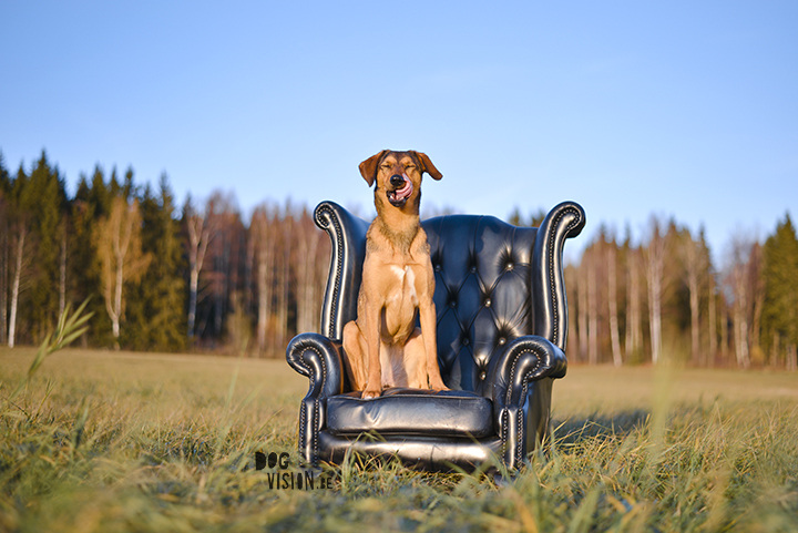 hondenfotografie zonlicht of shaduw? |www.DOGvision.be