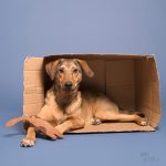 Oona in de fotostudio | hondenfotografie, Zweden, Studiofotografie | www.DOGvision.be