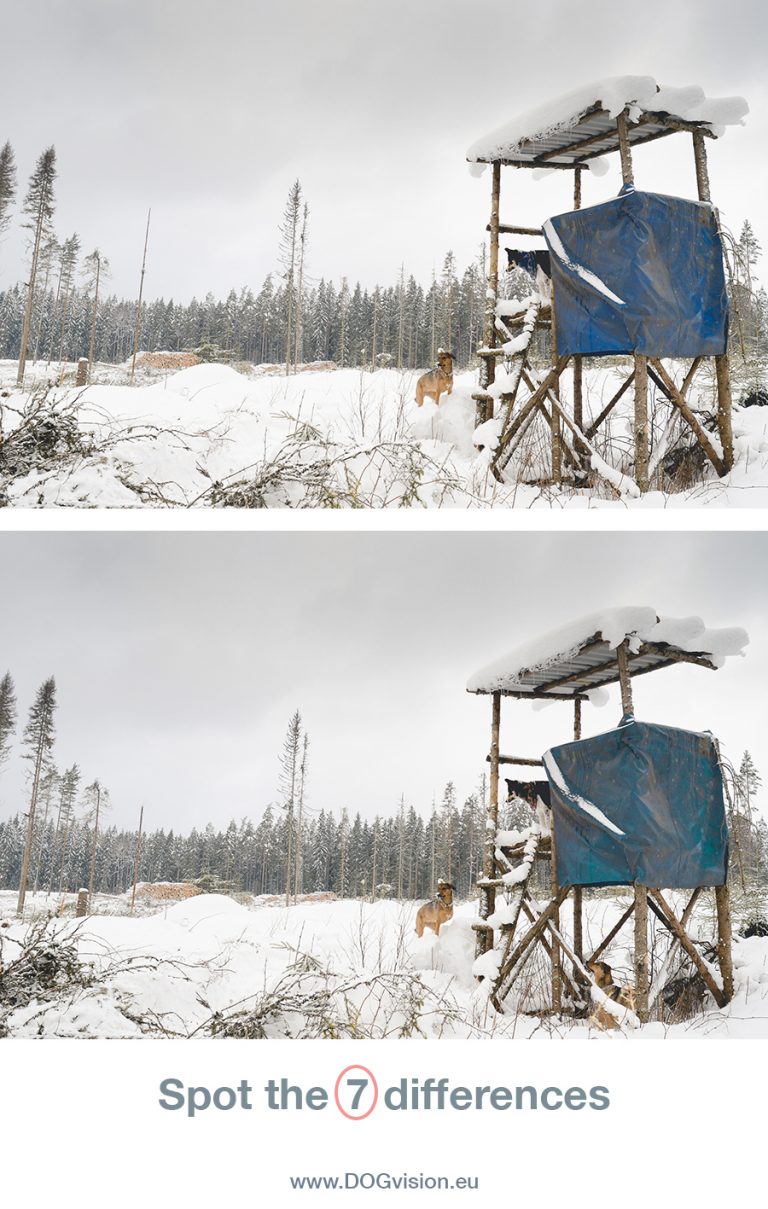 Zoek de 7 verschillen| Hondenfotografie, leven in Zweden, winter, honden| www.DOGvision.be