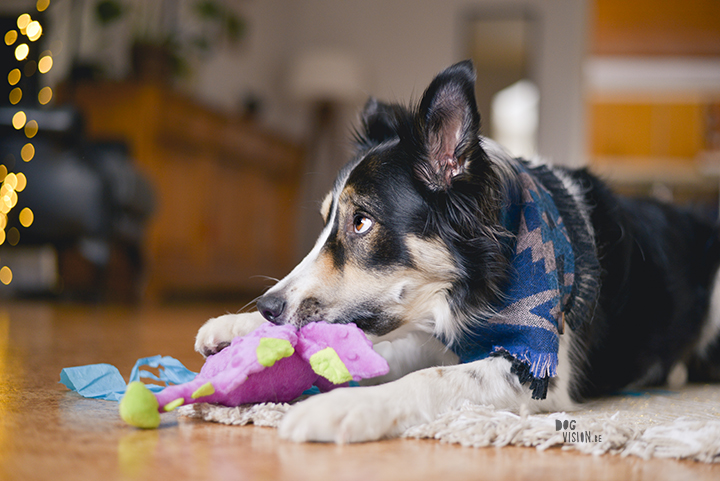 Gelukkige verjaardag Mogwai | Border collie | hondenfotografie | Zweden | www.DOGvision.be