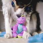 Gelukkige verjaardag Mogwai | Border collie | hondenfotografie | Zweden | www.DOGvision.be