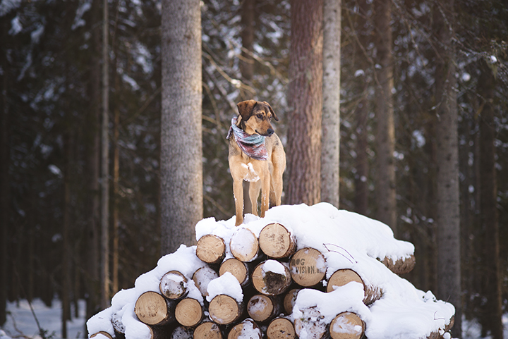 #TongueOutTuesday (11), leven in Zweden, hondenfotograaf, hondenfotografie, blog op www.DOGvision.be