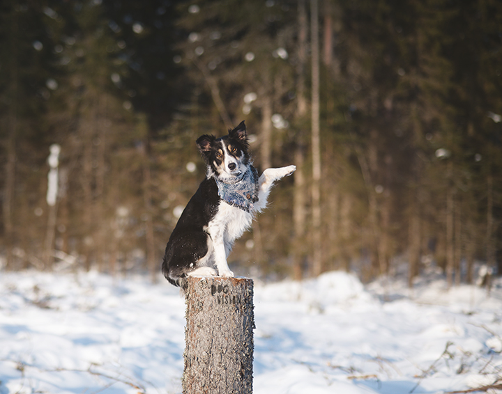 #TongueOutTuesday (11), leven in Zweden, hondenfotograaf, hondenfotografie, blog op www.DOGvision.be
