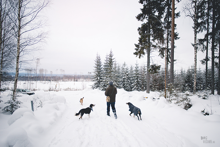 #TongueOutTuesday (11), leven in Zweden, hondenfotograaf, hondenfotografie, blog op www.DOGvision.be