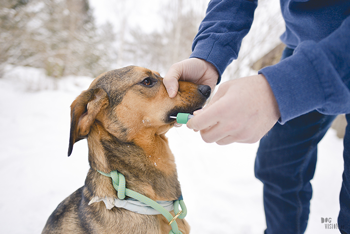 Honden DNA test Embark, blog en hondenfotografie op www.DOGvision.be