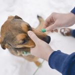 Honden DNA test Embark, blog en hondenfotografie op www.DOGvision.be