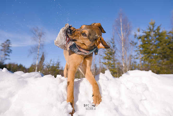 1403-38#TongueOutTuesday (12), blog over hondenfotografie en leven in Zweden op www.DOGvision.be