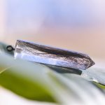 Herinnering hond, hanger, juweel. Blog op www.DOGvision.be